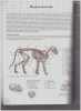 Книга Э: Кошки: Рисуем по сеткам 978-5-04-097529-7